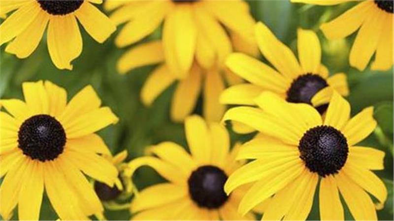 עוגיות סוזן שחורת העין